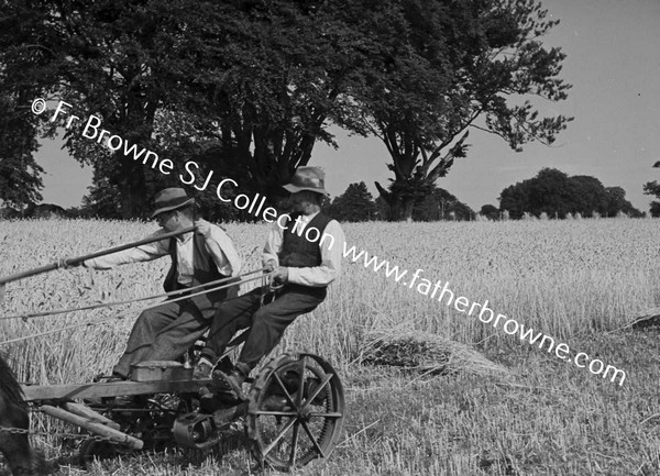 HARVESTING WHEAT